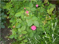 f3698b83-Picture 5966.jpg